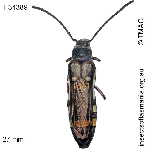 Species image