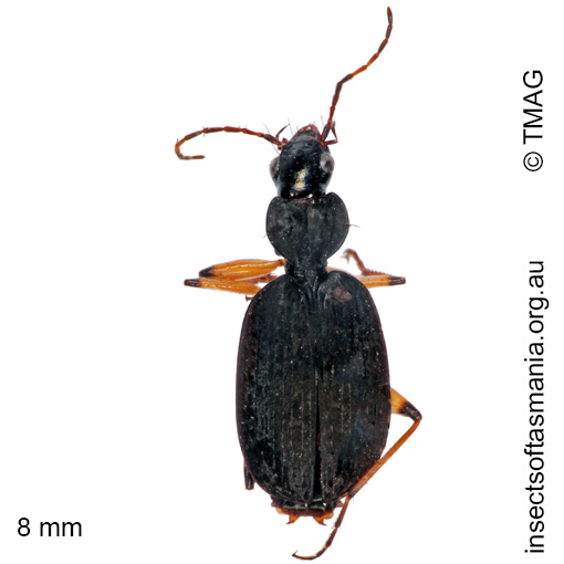 Species image
