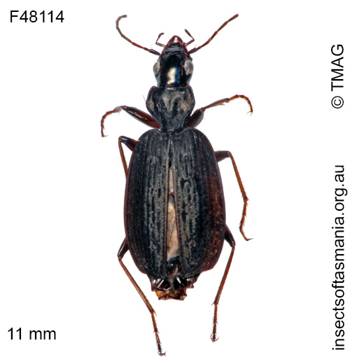 Species image