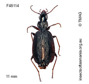 Homethes sericeus