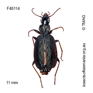 Homethes sericeus