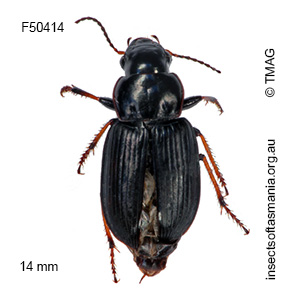 Hypharpax australasiae