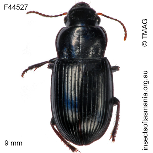 Species image