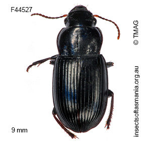Hypharpax moestus