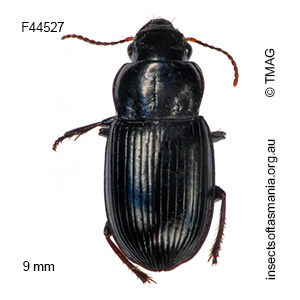 Hypharpax moestus