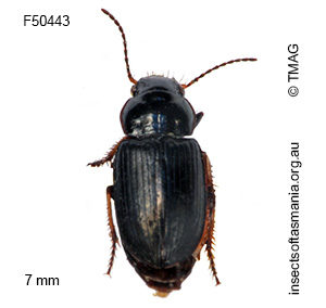 Hypharpax peronii