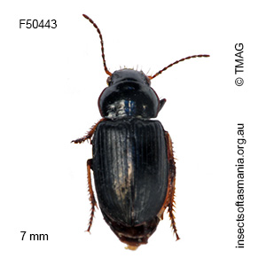 Hypharpax peronii