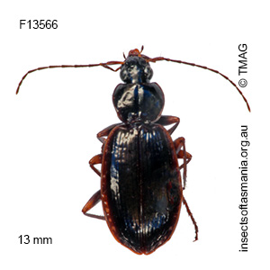 Lacordairia calathoides