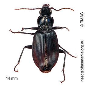Laemostenus complanatus