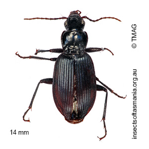Laemostenus complanatus