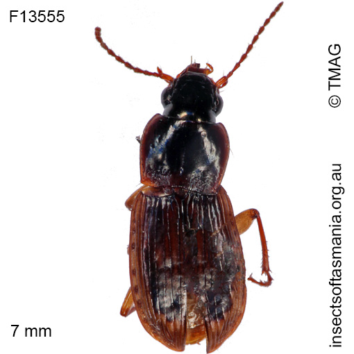 Species image