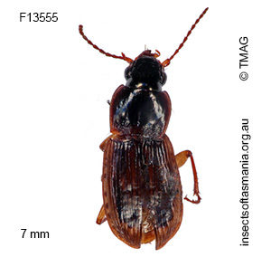 Lecanomerus tasmanicus