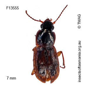 Lecanomerus tasmanicus