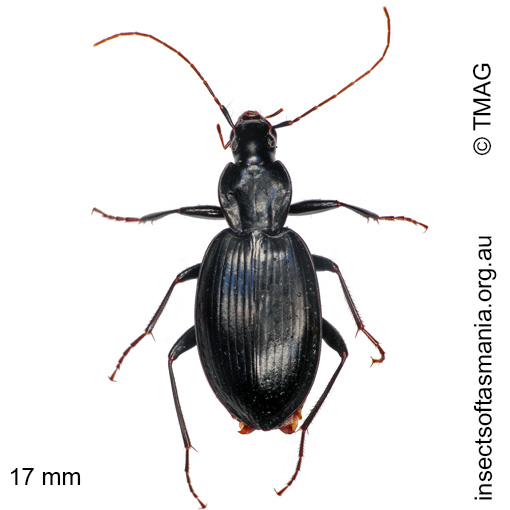 Species image