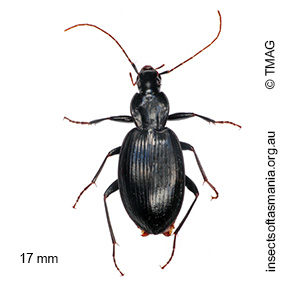 Lestignathus cursor