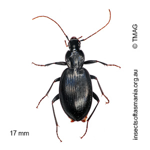 Lestignathus cursor
