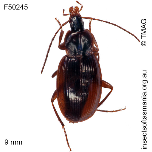 Species image