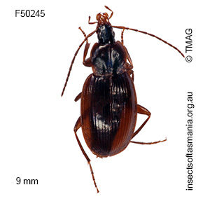 Lestignathus pieperi