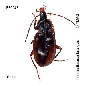 Lestignathus pieperi
