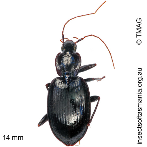 Species image