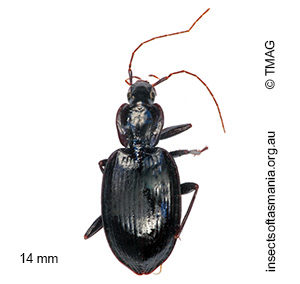 Lestignathus simsoni