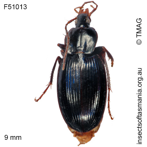 Species image