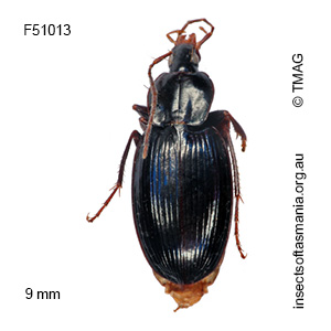 Loxandrus gagatinus