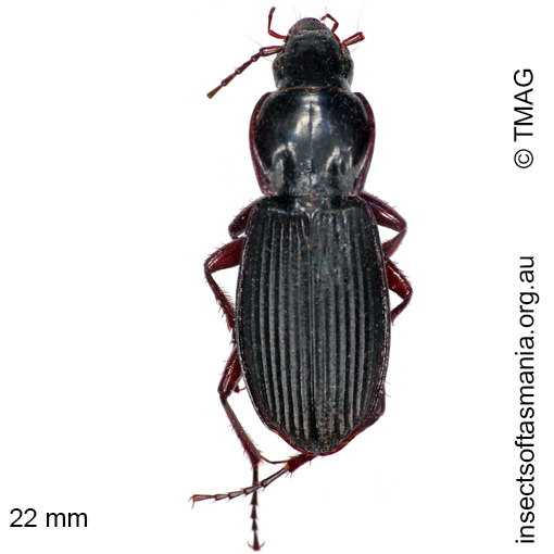 Species image