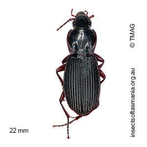 Loxodactylus carinulatus