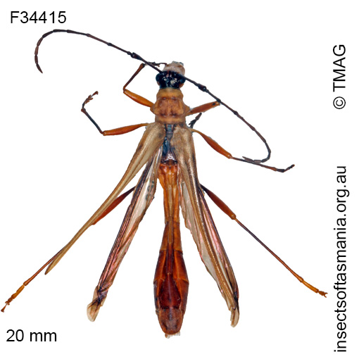 Species image