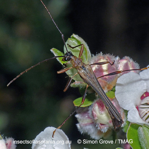 Species image