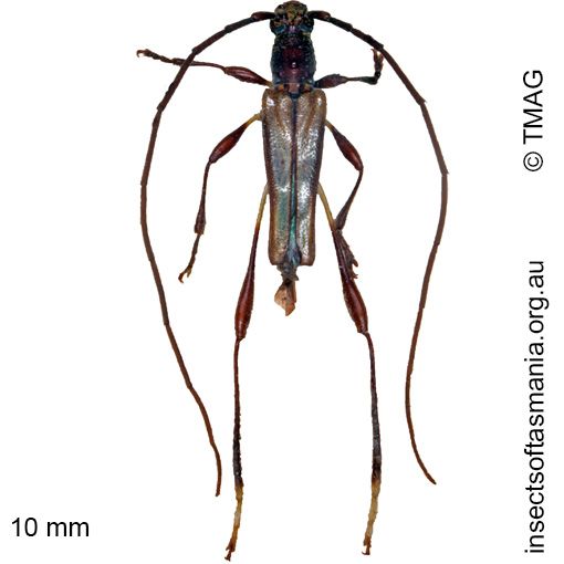 Species image
