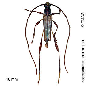 Mecynopus cothurnatus
