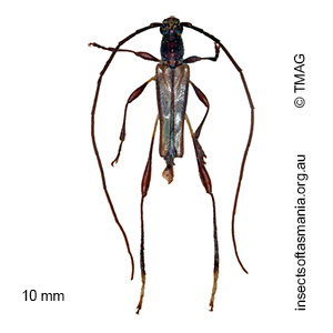 Mecynopus cothurnatus