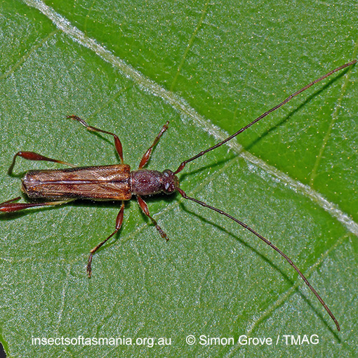 Species image