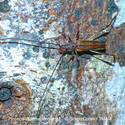 Species image