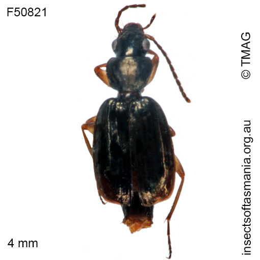 Species image