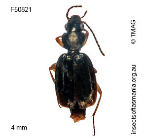 Microlestodes yarrae