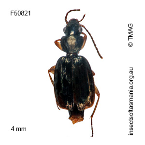 Microlestodes yarrae