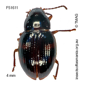 Migadopiella octoguttata