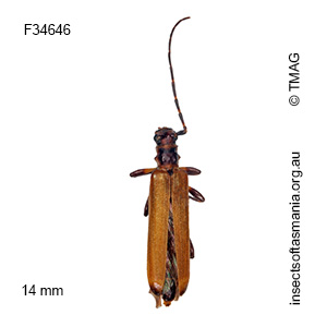 Nenenia aurulenta