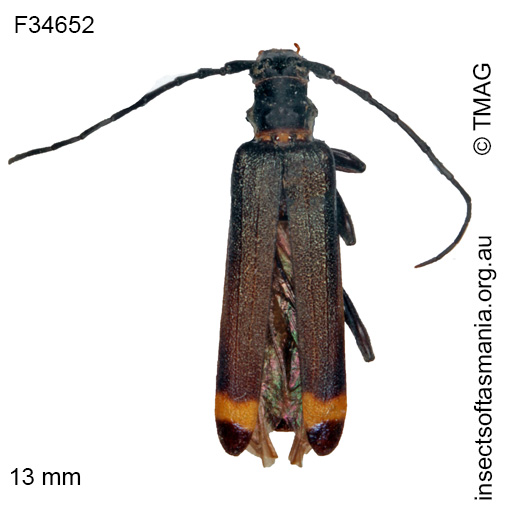 Species image