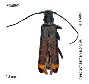 Nenenia fasciata
