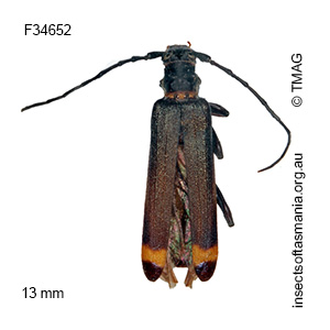 Nenenia fasciata