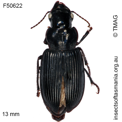 Species image