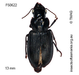 Notiobia perater