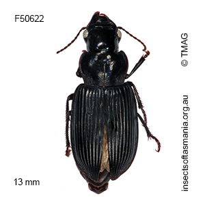 Notiobia perater