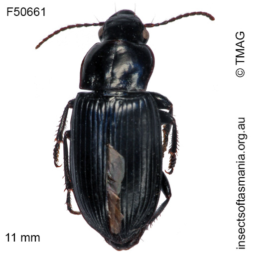 Species image