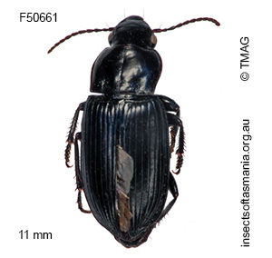 Notiobia quadricollis