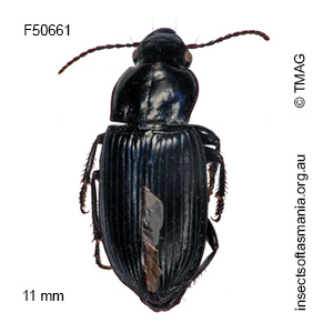 Notiobia quadricollis